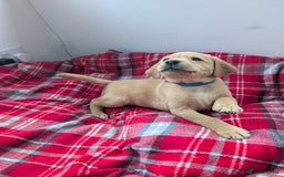 Labrador Retriever dogs for sale: Beautiful Labrador puppys  - Image 33