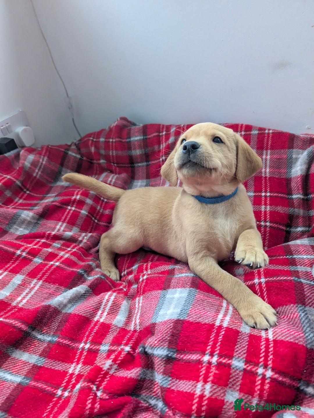 Labrador Retriever dogs for sale: Beautiful Labrador puppys  - Image 33