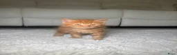 Mixed Breed cats for sale: Beautiful Bengal Mix Kittens Ready to go🐾 - Advert 9
