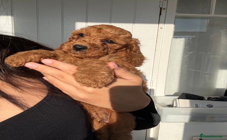 Cavapoo dogs - Advert 1