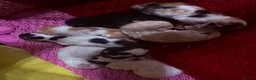 Mixed Breed cats for sale: Calico x Seal point ragdoll - Advert 18