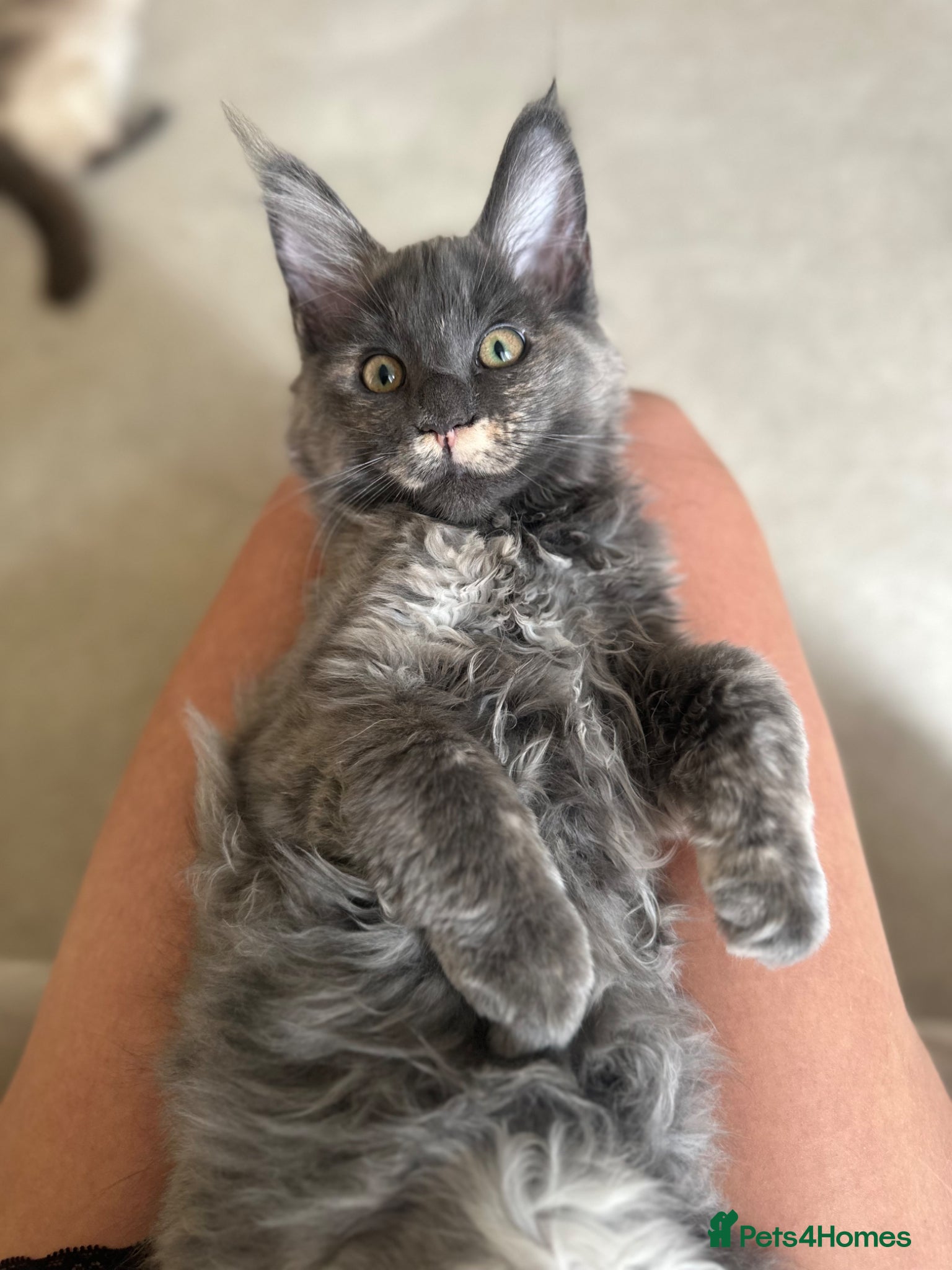 Maine Coon cats LAST GIRL LEFT. Stunning TICA Pedigree Maine Coons - Advert 12