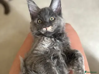 Maine Coon cats LAST GIRL LEFT. Stunning TICA Pedigree Maine Coons - Advert 12