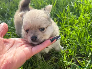 Pomeranian dogs Adorable Pomeranian puppies - Advert 11