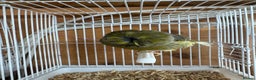 Canaries birds for sale: Lot of stunning canary’s  - Advert 8