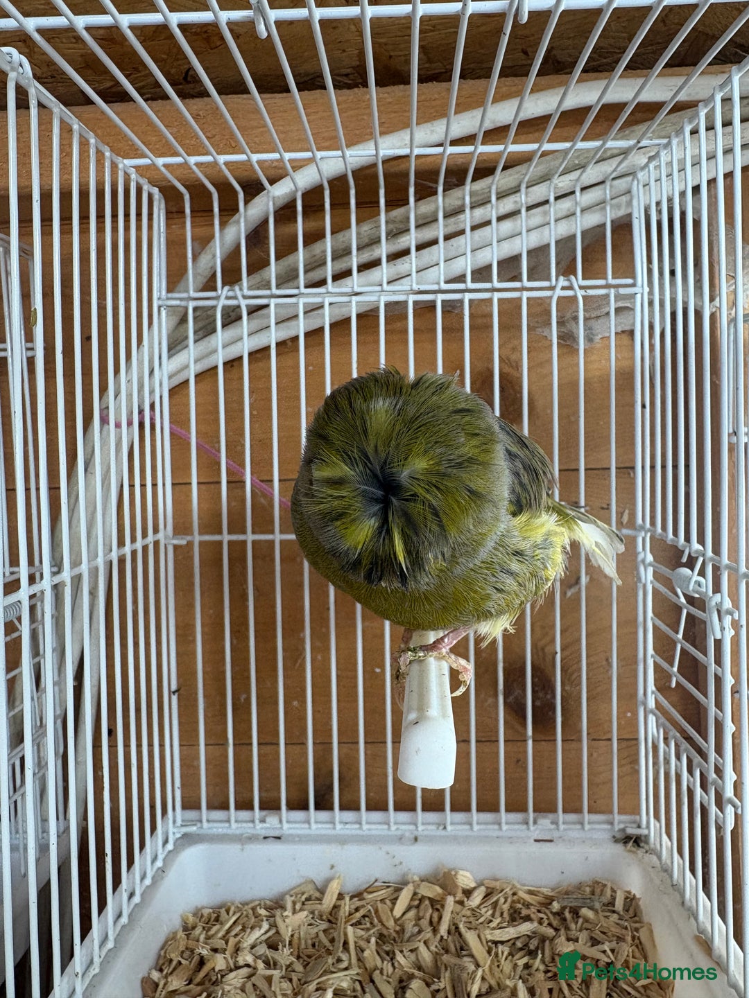 Canaries birds for sale: Lot of stunning canary’s  - Advert 8