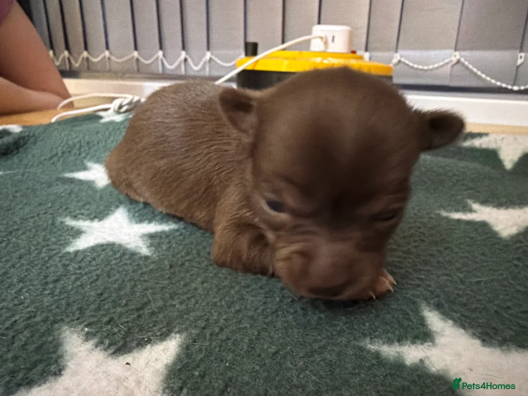 Chihuahua dogs for sale: Two beautiful chihuahua puppies - Advert 8