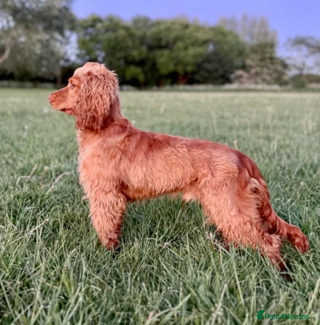 Cocker Spaniel dogs for stud: Health tested golden show cocker spaniel stud - Advert 1