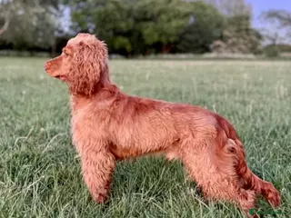 Cocker Spaniel dogs Health tested golden show cocker spaniel stud - Advert 22