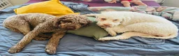 Lagotto Romagnolo dogs for sale: Lagotto Romangalo for sale KC reg.Italian parents  - Advert 11