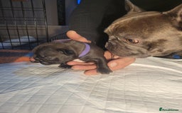 French Bulldog dogs for sale: 2 Girls and 4 Boys - Image 28