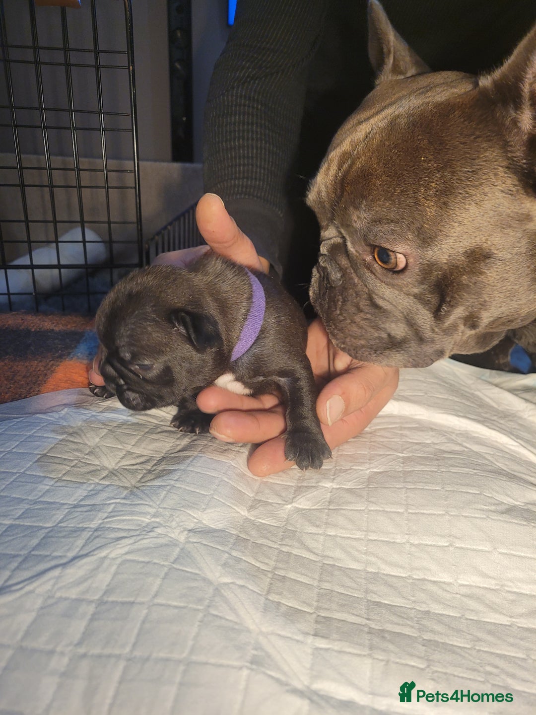 French Bulldog dogs for sale: 2 Girls and 4 Boys - Image 28