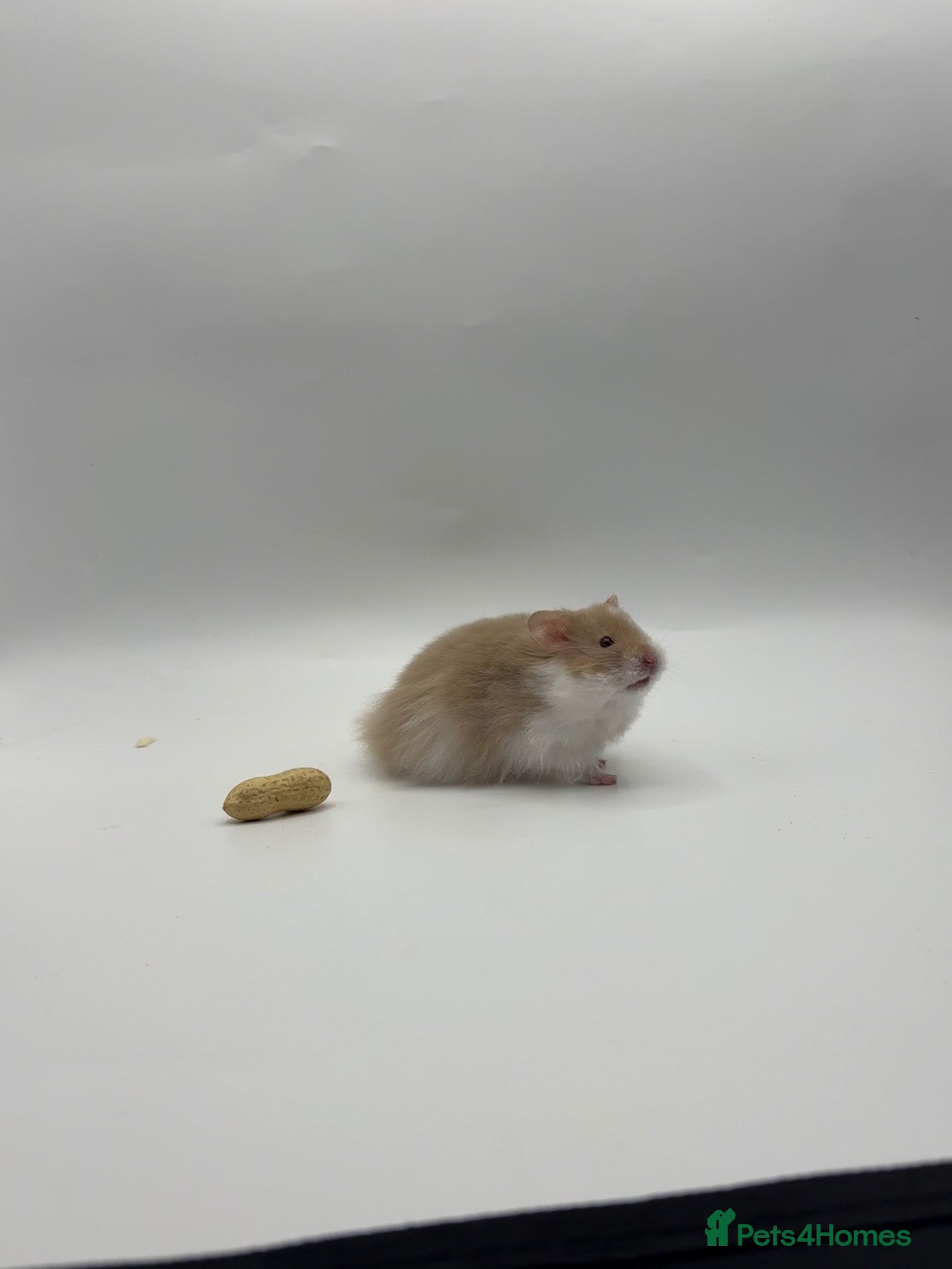 Hamster rodents Pedigree Syrian hamster pups  - Advert 1