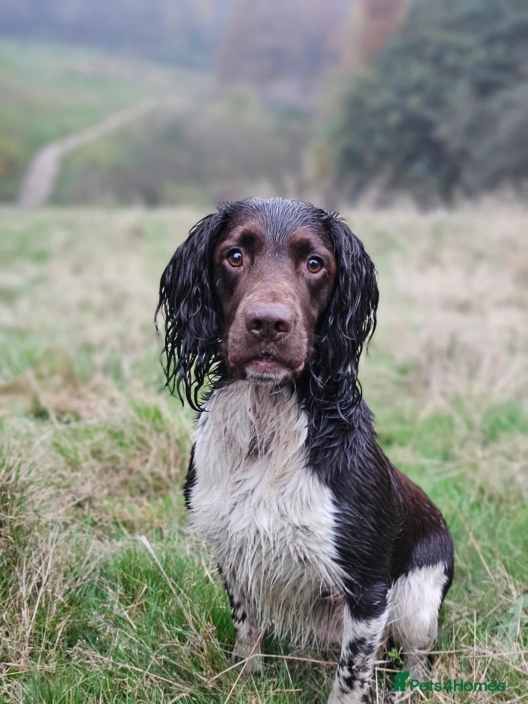 English Springer Spaniel dogs for stud: English Springer Spaniel Stud in Derby - Advert 28