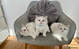Ragdoll cats for sale: Beautiful Bi Colour Ragdoll - Image 6