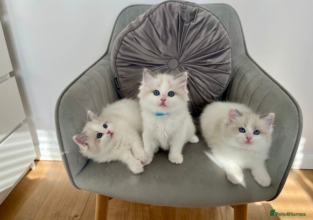 Ragdoll cats for sale: Beautiful Bi Colour Ragdoll - Image 6