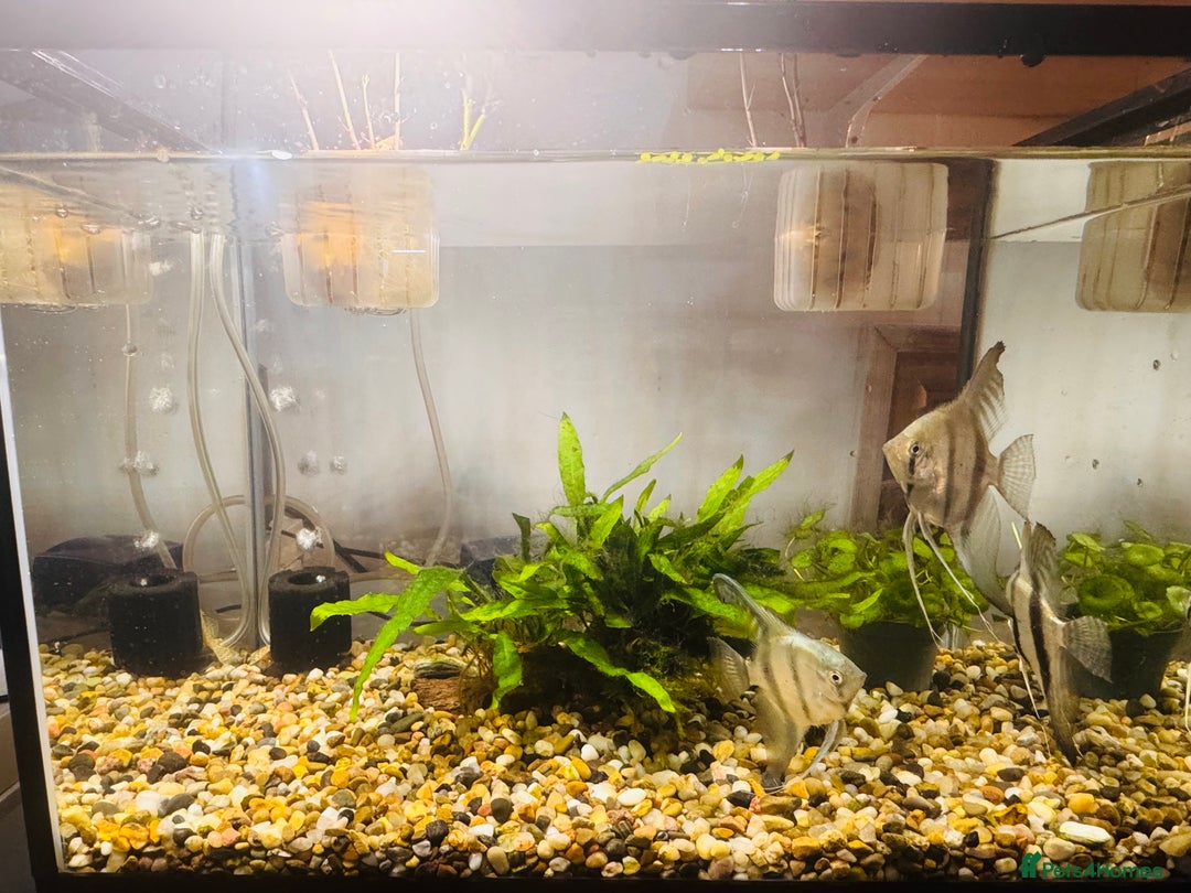Angelfish fish for sale: Fish with tank  - Image 6