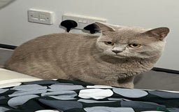 British Shorthair cats for sale: Cream British Shorthair for sale  - Image 1