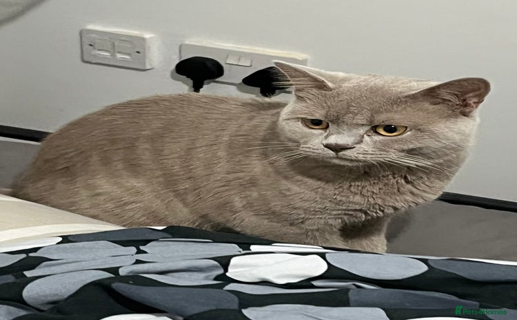 British Shorthair cats - Advert 1