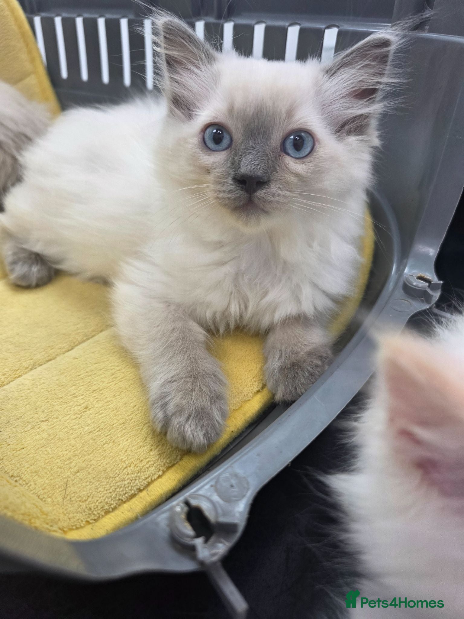 Ragdoll cats Health Tested Ragdoll Babies - Advert 18