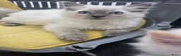 Ragdoll cats for sale: Health Tested Ragdoll Babies - Advert 1