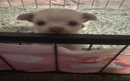 Chihuahua dogs for sale: Double chocolate platinum baby’s  - Image 11