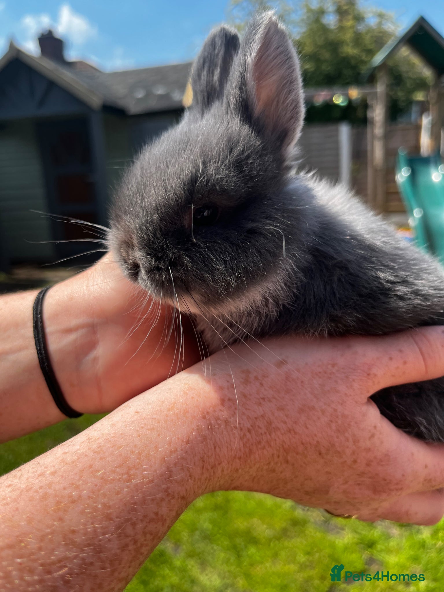 Dwarf Lop rabbits for sale: Dwarf x lop bunnies  in Stoke-on-Trent - Advert 4