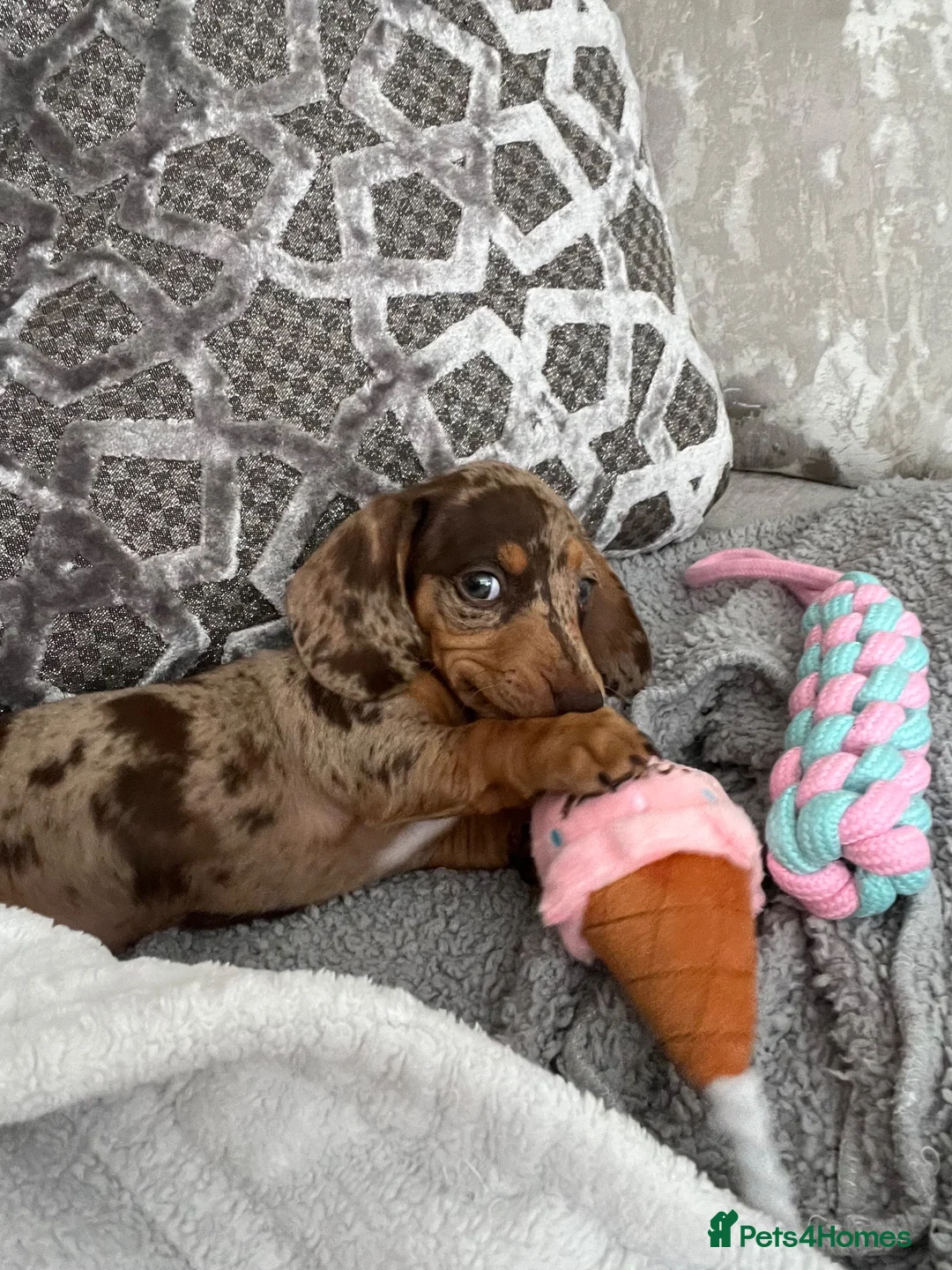 Miniature Dachshund dogs for sale: 💔LOVING HOME WANTED FOR 2 MINIATURE DACHSHUNDS 💔 in Doncaster - Advert 16