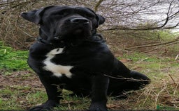Cane Corso dogs for sale: Champion Lines Cane Corso puppies for sale - Image 5