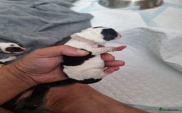Mixed Breed dogs for sale: Cockerbull - Image 11