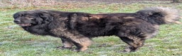 Caucasian Shepherd Dog dogs for stud: **Caucasian Shepherd Stud** in Wisbech - Advert 3