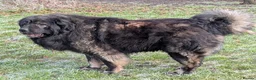 Caucasian Shepherd Dog dogs for stud: **Caucasian Shepherd Stud** in Wisbech - Advert 3
