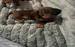 Dachshund dogs for sale: Beautiful miniature dachshunds  - Image 37