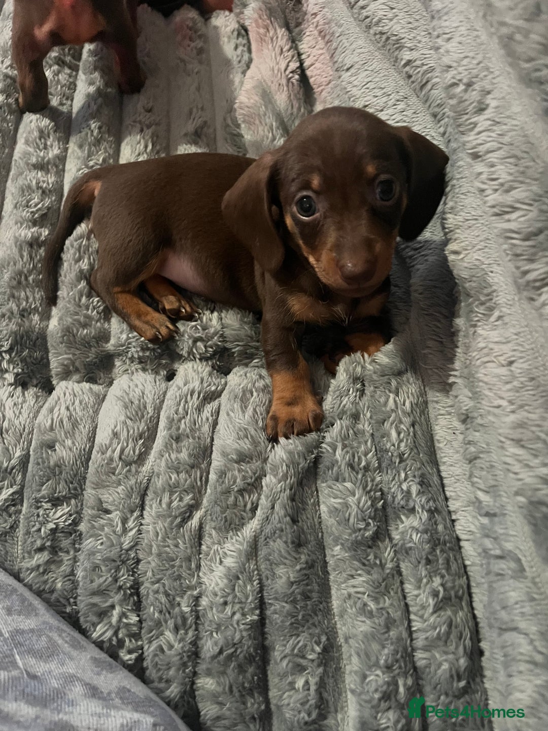 Dachshund dogs for sale: Beautiful miniature dachshunds  - Image 37