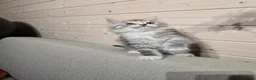 Maine Coon cats for sale: Maine coon kittens  - Advert 10