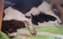 Sproodle dogs for sale: Sproodle F1 Puppies - Image 10