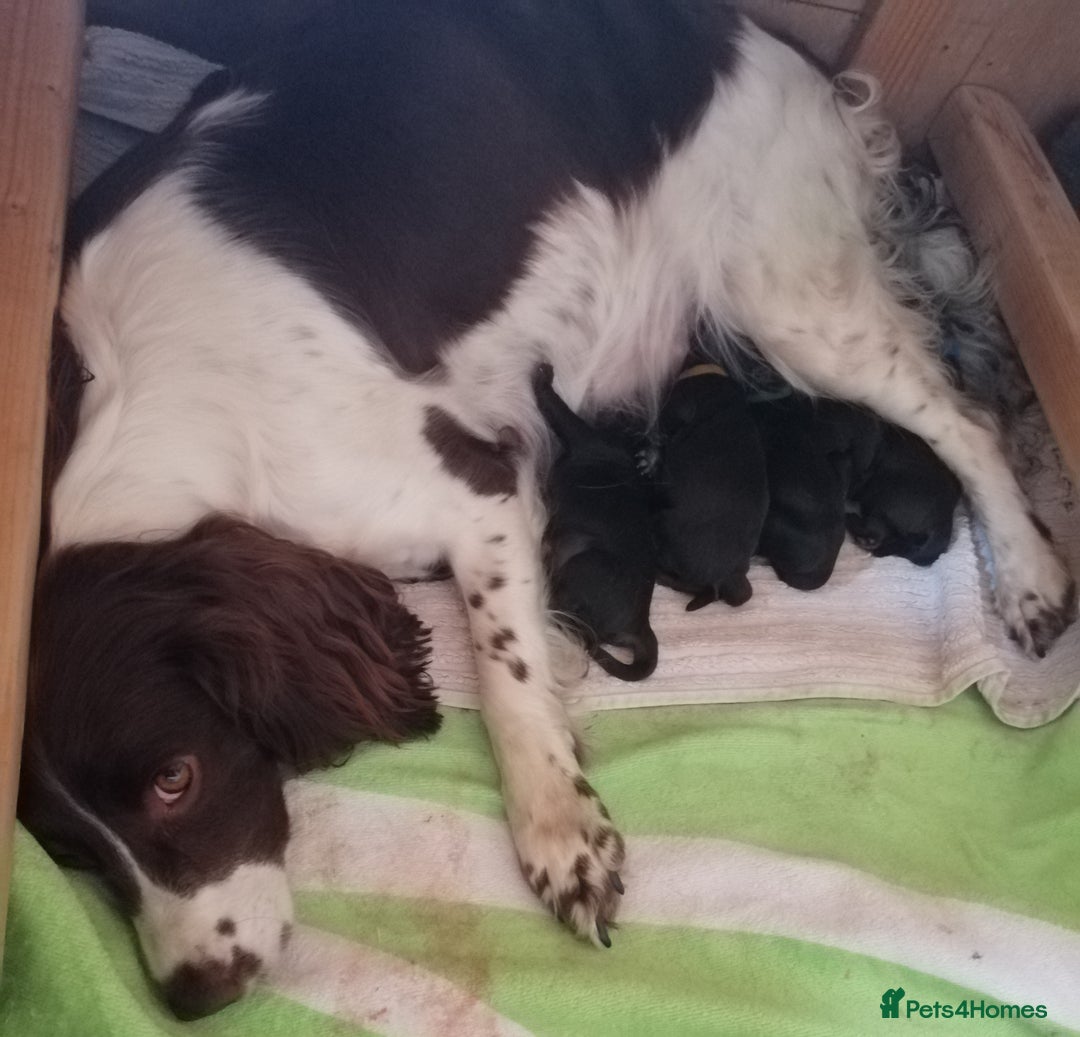 Sproodle dogs for sale: Sproodle F1 Puppies - Image 10