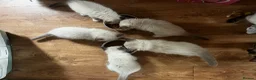 Ragdoll cats for sale: 5 😻 beautiful pure ragdoll Kittens  - Advert 6
