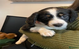Mixed Breed dogs for sale: Border collie/Cocker Spaniel  - Image 2