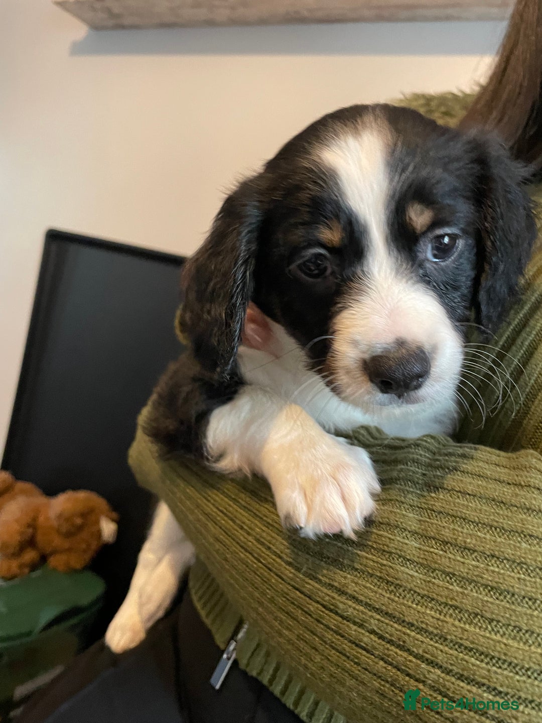 Mixed Breed dogs for sale: Border collie/Cocker Spaniel  - Image 2