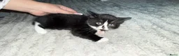 Mixed Breed cats for sale: Kitten for sale - Advert 2