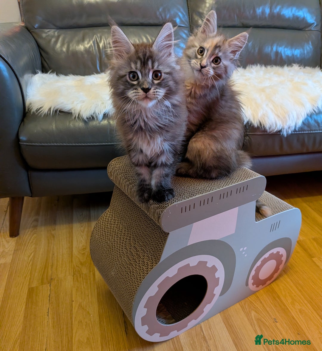 Maine Coon cats for sale: Maine coon kittens - Advert 1