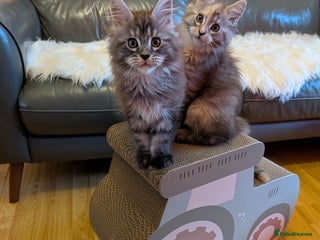 Maine Coon cats Maine coon kittens - Advert 1