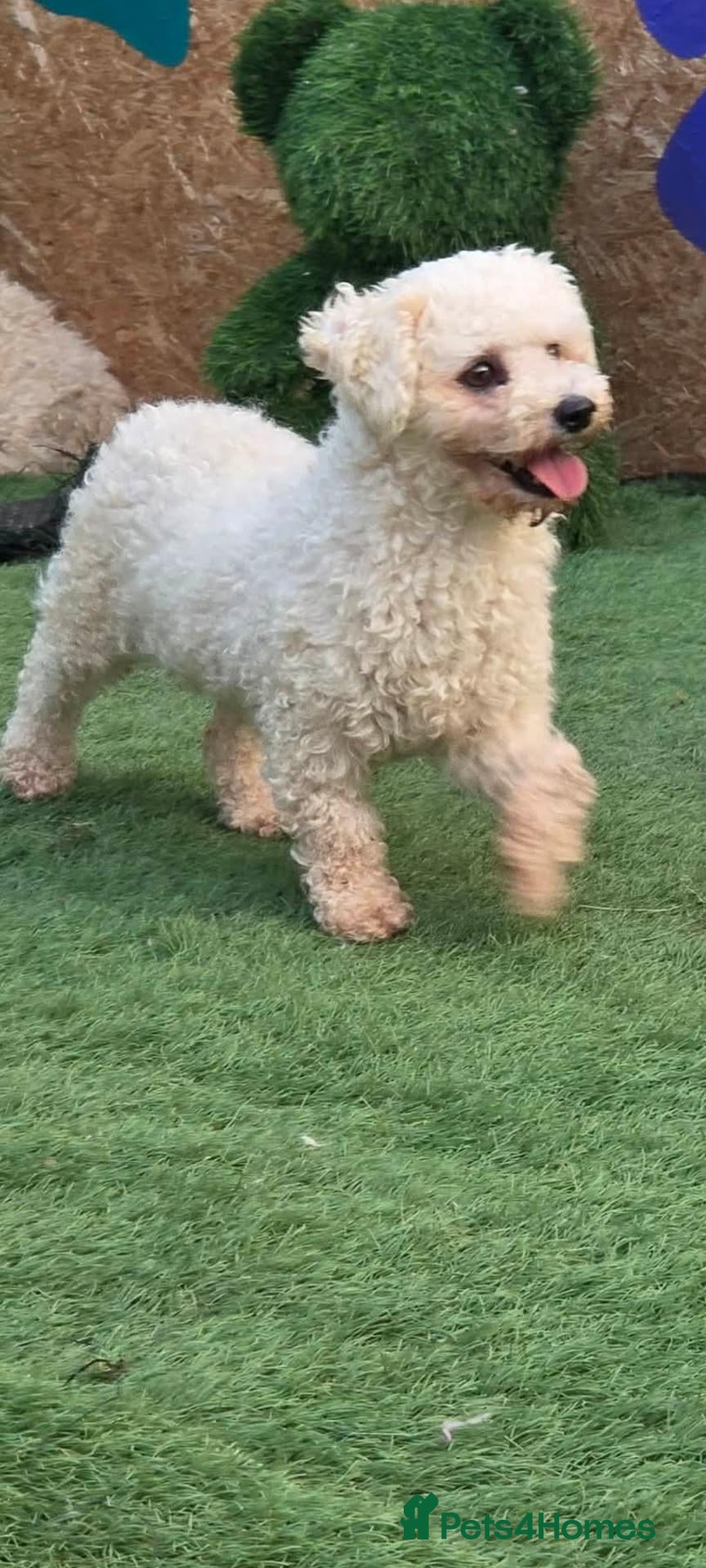 Bichon Frise dogs Mopsie 4kg small - Advert 2