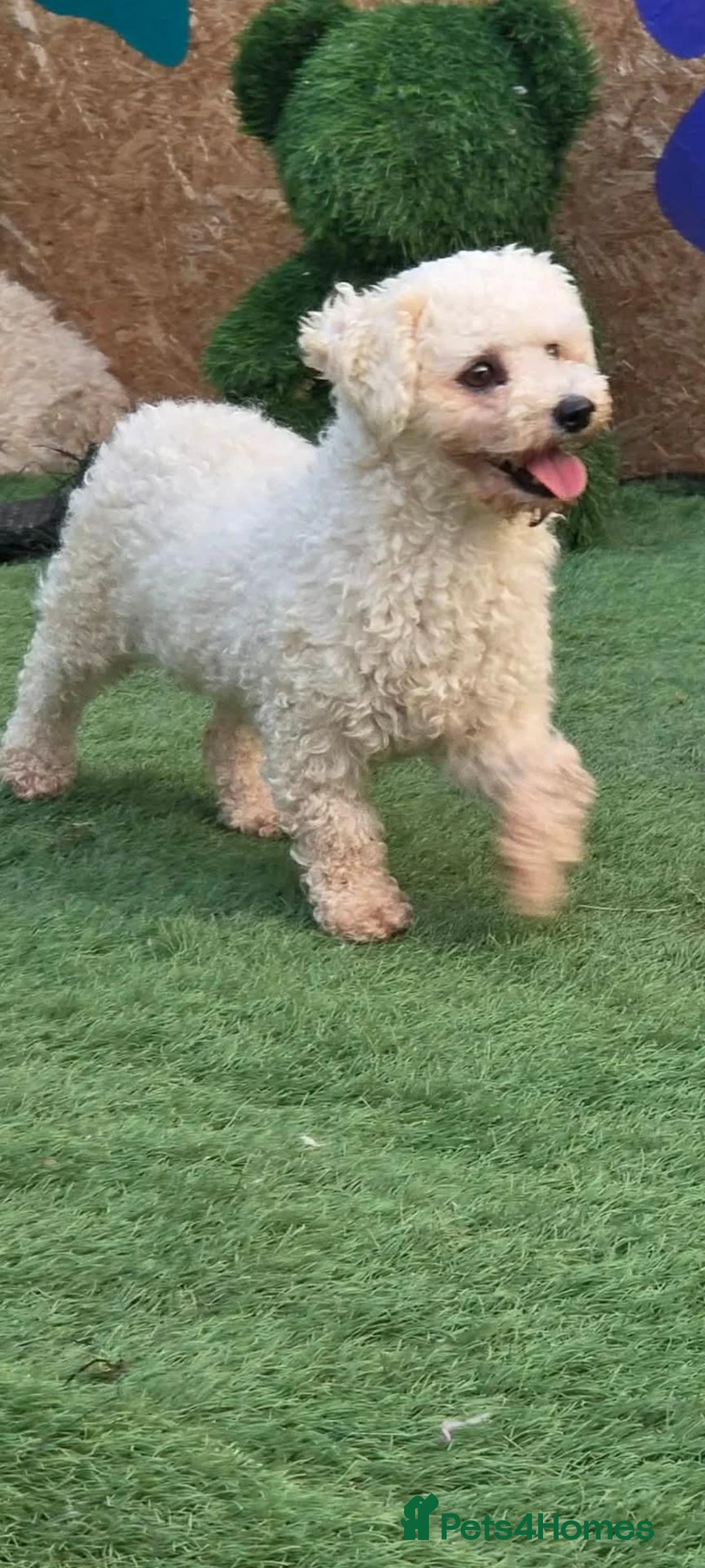 Bichon Frise dogs for adoption: Mopsie 4kg small in Lichfield - Advert 1