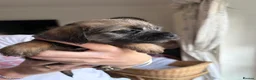 Border Terrier dogs for sale: Beautiful KC registered Border Terrier puppy. Boy - Advert 3