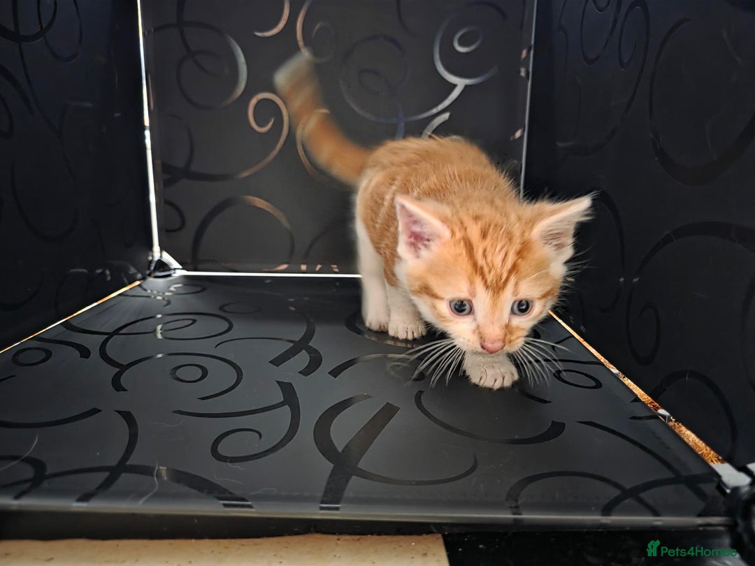 British Shorthair cats for sale: Rare ginger females. 1 male. British shorthair - Advert 28