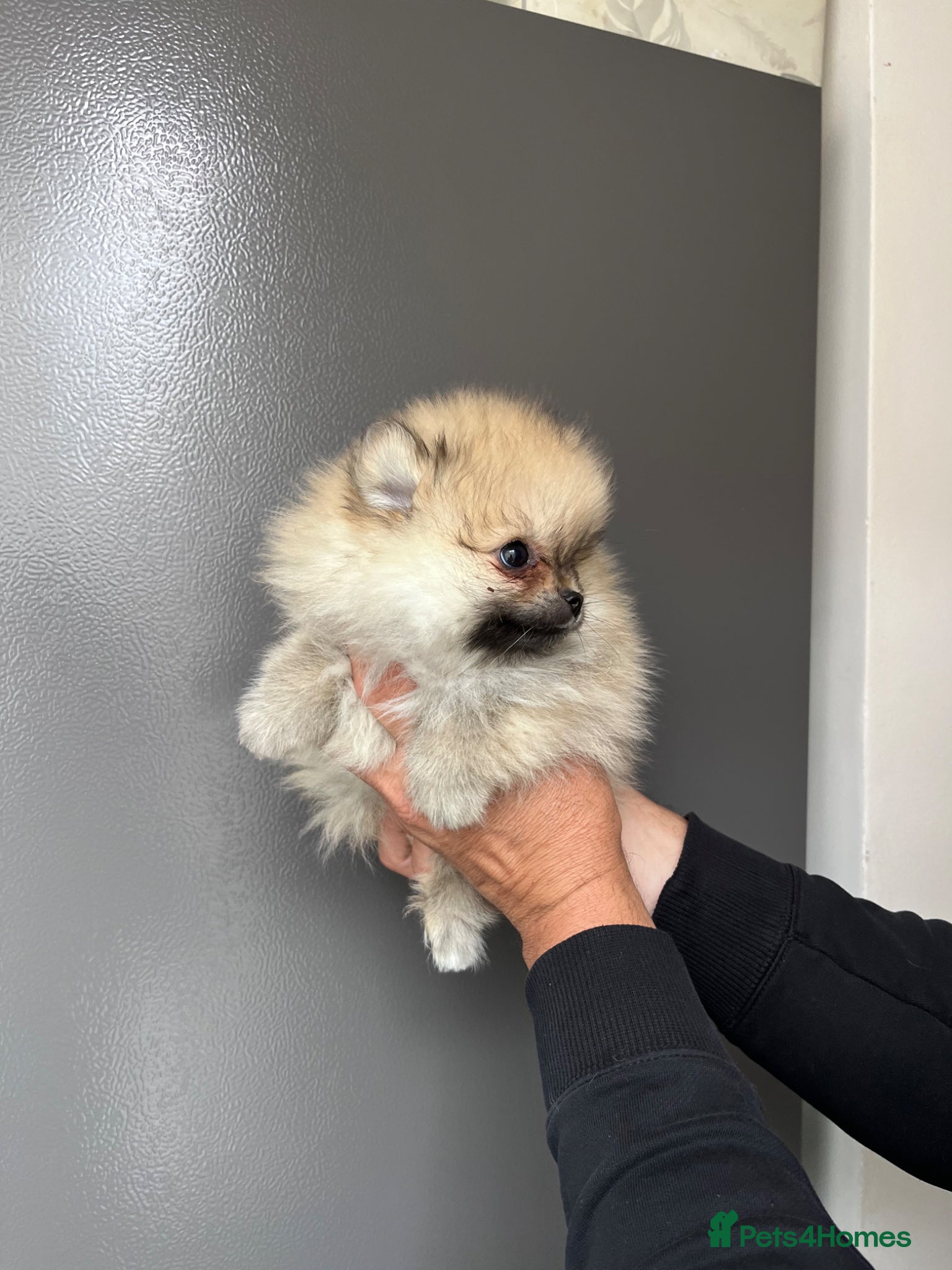 Pomeranian dogs 🐾600gr at 11 weeks 🏆Outstanding 🐻KC  - Advert 2