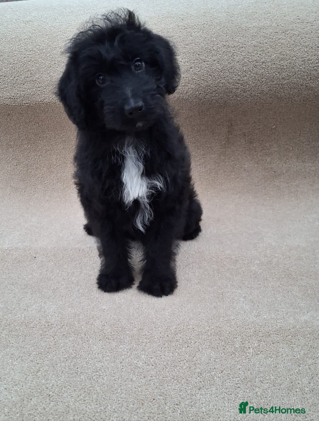 Bordoodle dogs Bordoodle puppy - Advert 3