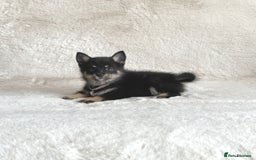 Pomsky dogs for sale: Adorable small f3 Pomsky puppies for sale  - Image 13